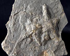 Rusophycus HALL 1852 (Ruhespur eines Trilobiten) - Bild © FossNet FossilienStore